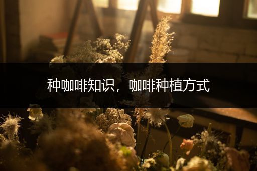 种咖啡知识，咖啡种植方式