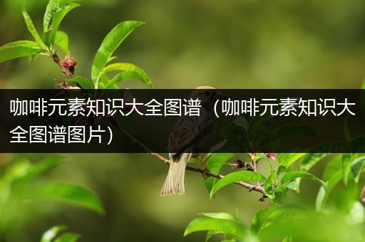 咖啡元素知识大全图谱（咖啡元素知识大全图谱图片）