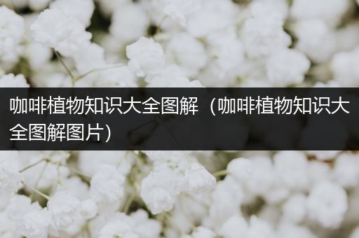 咖啡植物知识大全图解（咖啡植物知识大全图解图片）