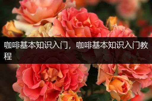 咖啡基本知识入门，咖啡基本知识入门教程